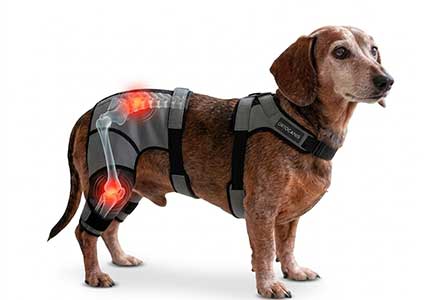 Soporte lumbar y faja de cadera Ortocanis colocado en un perro Teckel o Dachshund senior sobre fondo blanco aislado. La imagen incluye un gráfico clínico traslúcido con destellos de calor rojo que señalan las zonas de alivio en la columna lumbosacra y en la rodilla trasera.